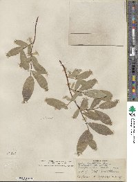 Salix myrtillifolia image