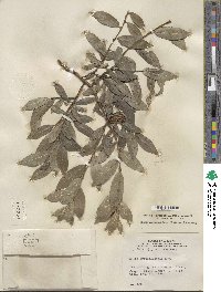 Salix myrtillifolia image