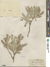 Salix myrtillifolia image
