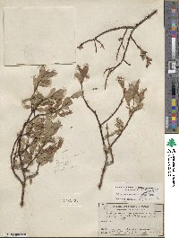 Salix myrtillifolia image