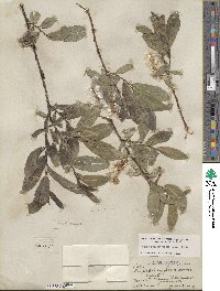 Salix myrtillifolia image