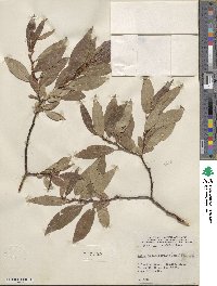 Salix myrtillifolia image