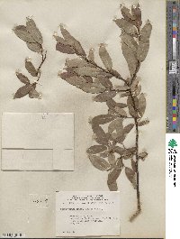 Salix myrtillifolia image