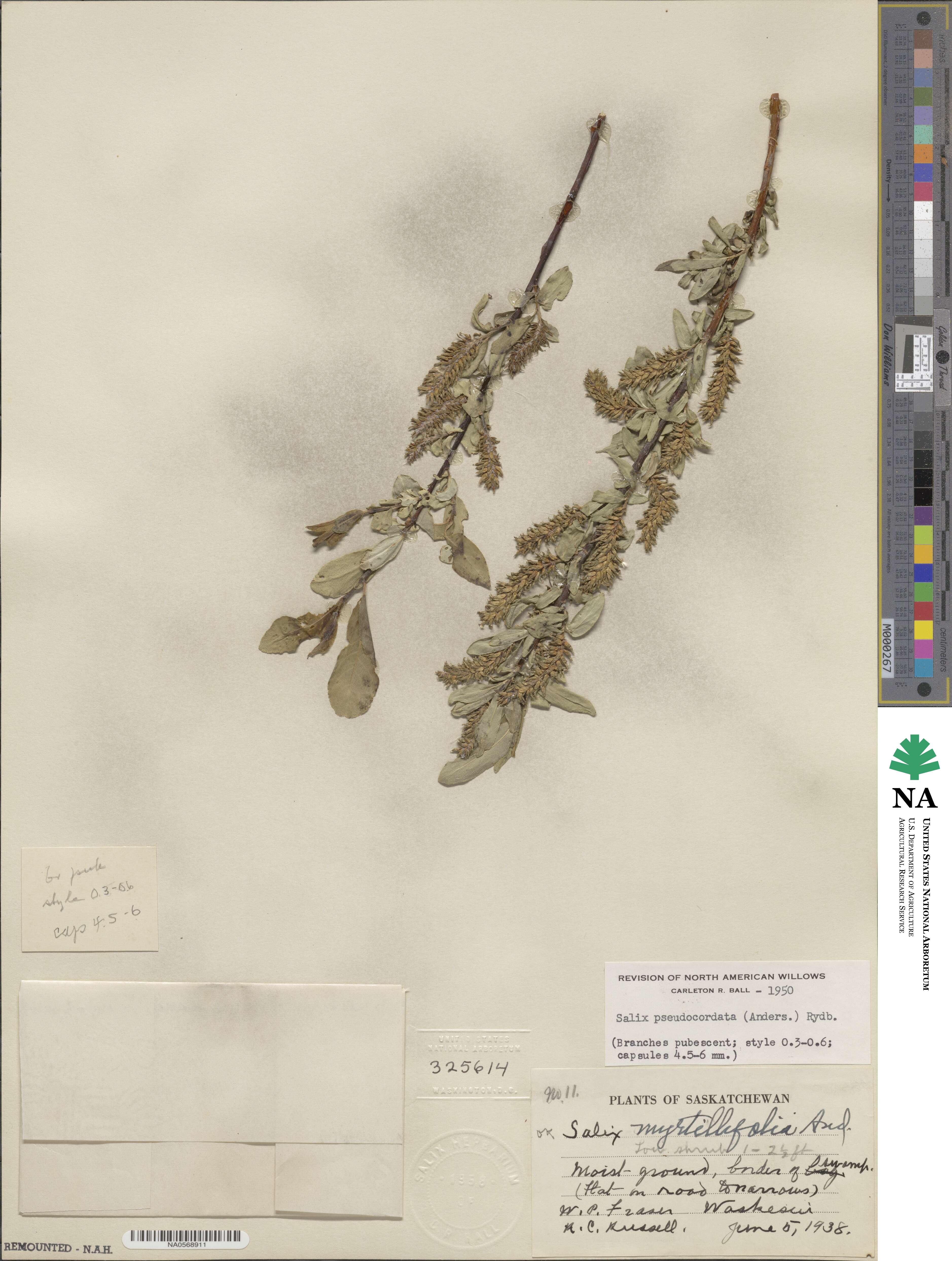 Salix myrtillifolia image