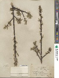 Salix myrtillifolia image