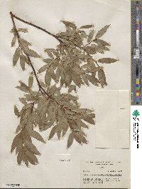 Salix myrtillifolia image