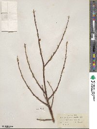 Salix myrtillifolia image