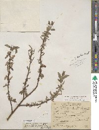 Salix myrtillifolia image