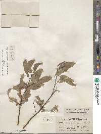 Salix myrtillifolia image