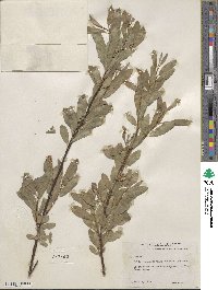 Salix boothii image