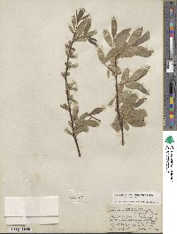 Salix boothii image