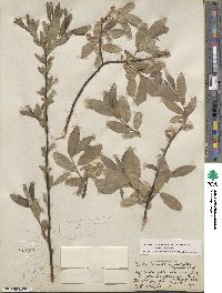 Salix boothii image