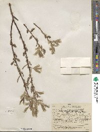 Salix boothii image