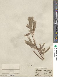 Salix boothii image