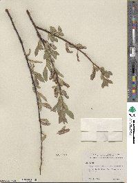 Salix boothii image