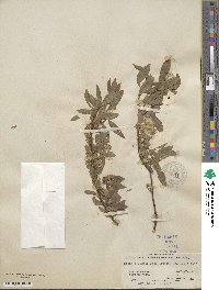 Salix boothii image