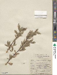 Salix boothii image