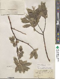 Salix boothii image