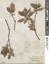 Salix boothii image