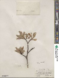 Salix boothii image