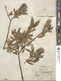 Salix boothii image