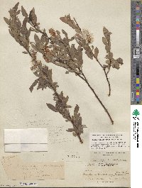 Salix boothii image