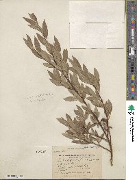 Salix boothii image