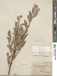 Salix boothii image