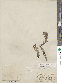 Salix boothii image