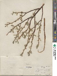 Salix boothii image