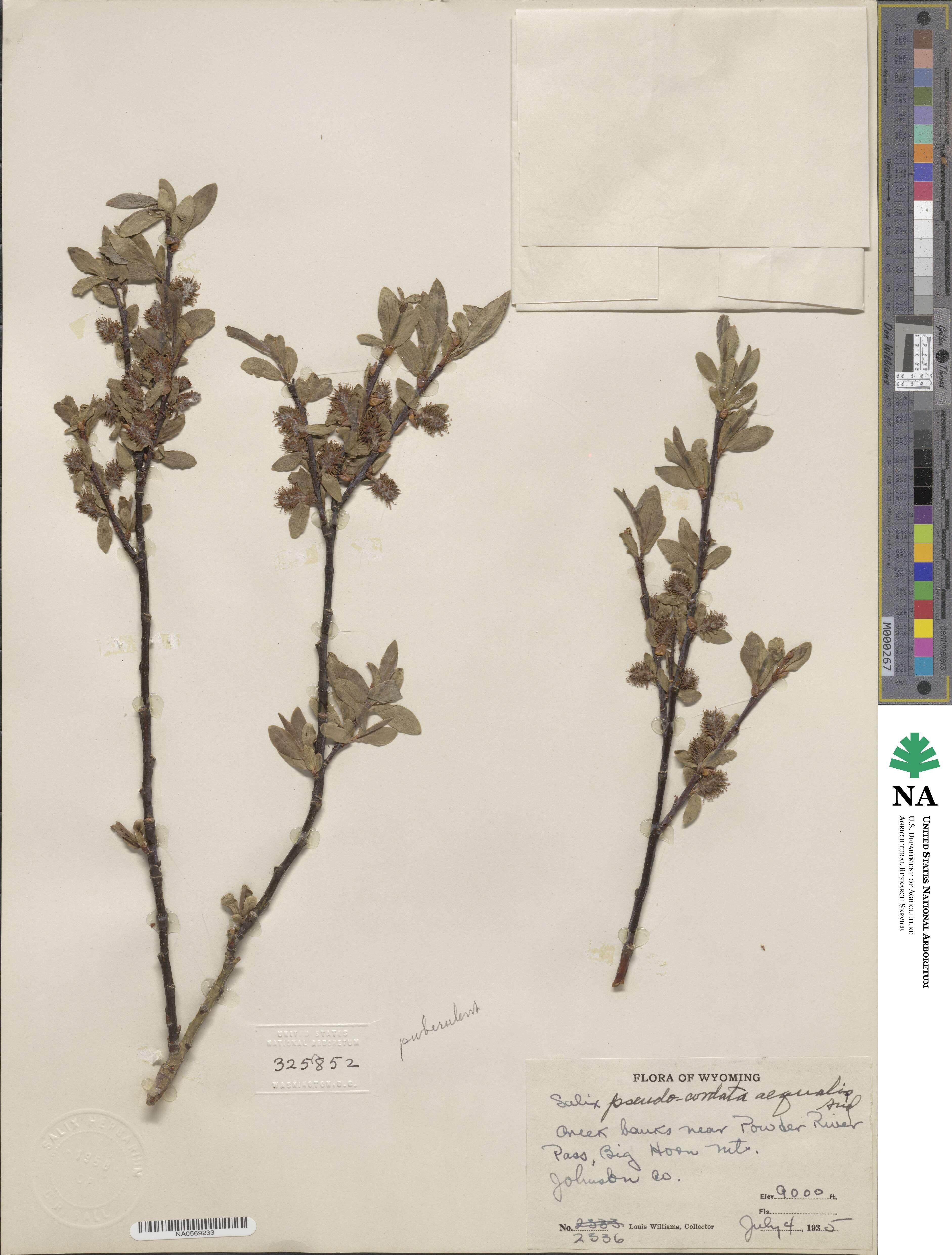 Salix boothii image