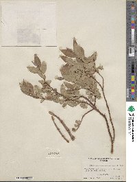 Salix boothii image