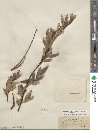 Salix boothii image