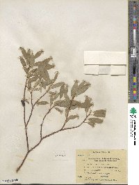 Salix boothii image