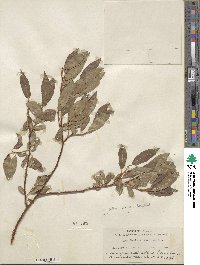 Salix boothii image