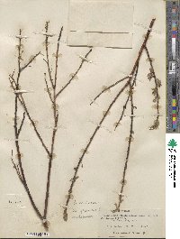 Salix boothii image