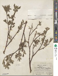 Salix boothii image