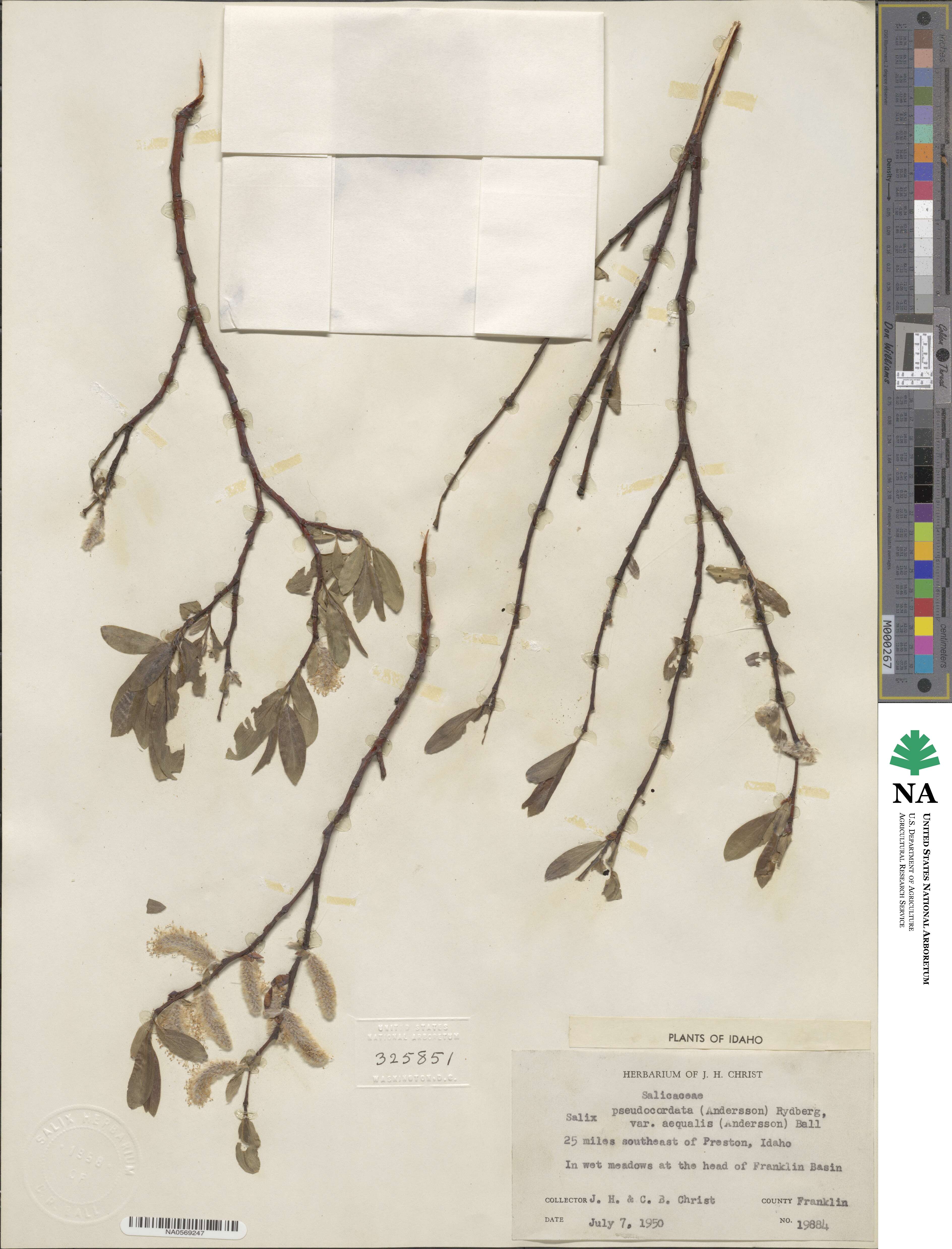 Salix boothii image