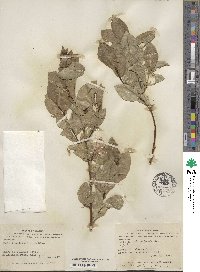 Salix pseudomonticola image