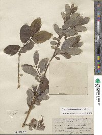 Salix pseudomonticola image