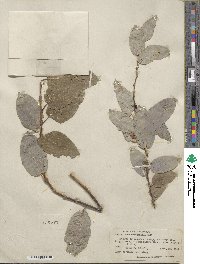 Salix pseudomonticola image
