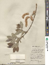 Salix pseudomonticola image