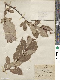 Salix pseudomonticola image
