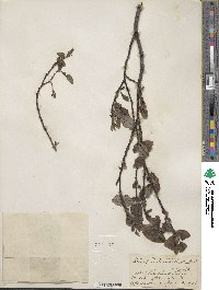 Salix pseudomonticola image