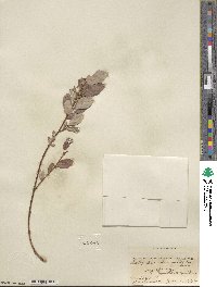 Salix pseudomonticola image