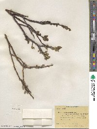 Salix pseudomonticola image