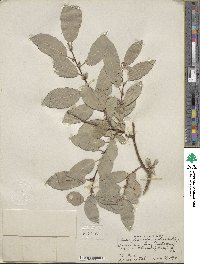 Salix pseudomonticola image