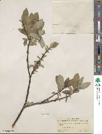 Salix monticola image