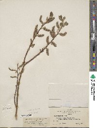 Salix monticola image