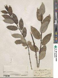 Salix monticola image